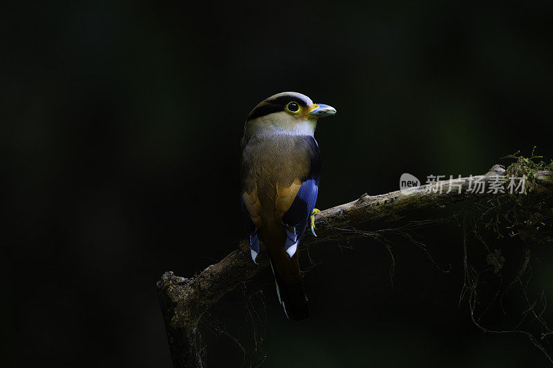 Silver-breasted Broadbill